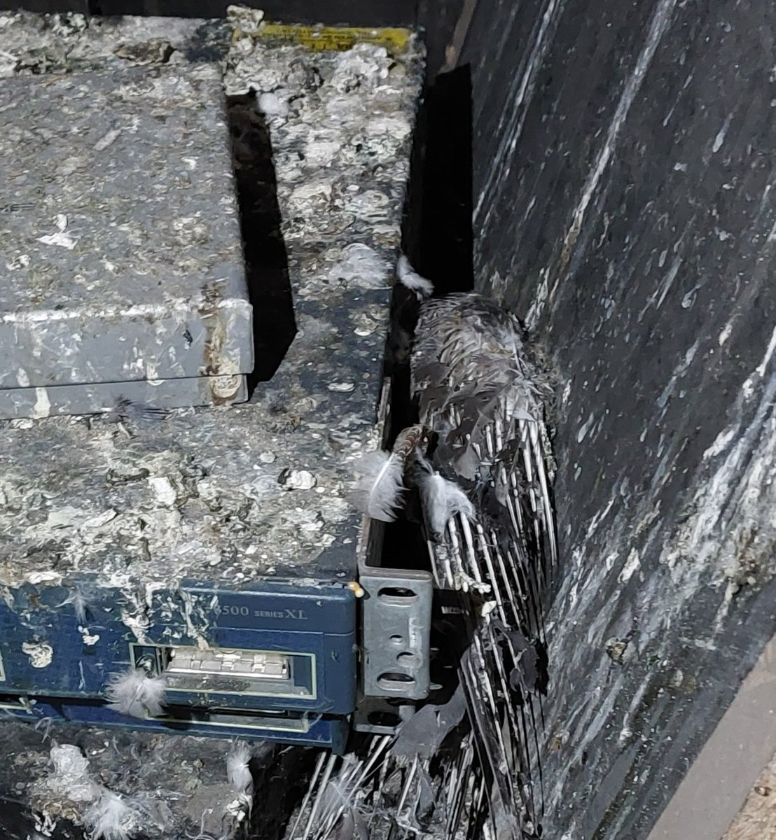 #RFC1149 Avian carriers unfortunate packet loss