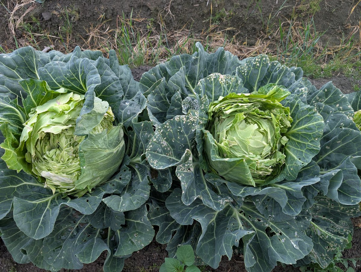 無限キャベツ
そして肥大化して破裂したキャベツ