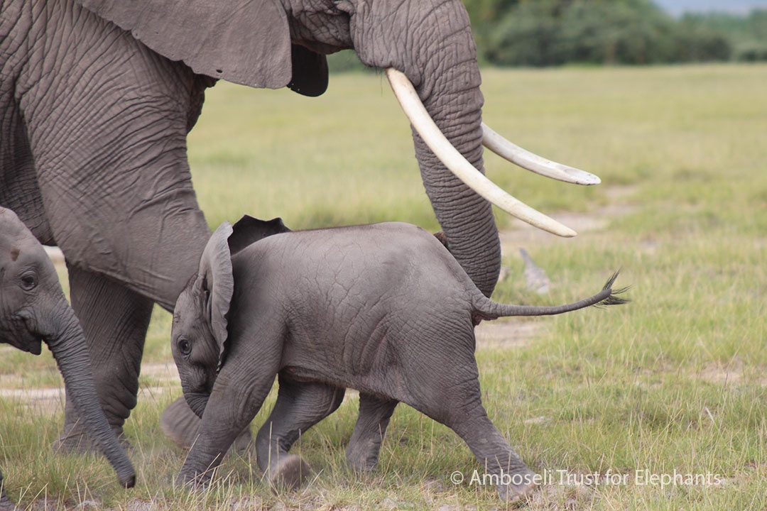 Tomorrow is #MothersDay! 
Elephants are incredible mums—nurturing calves for years &amp; guiding daughters for life.

Support research based long-term conservation with a gift in honour of your mum.
Donate or gift a card 👉 elephanttrust.org/support-2/