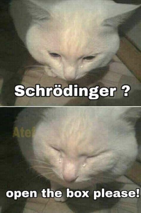 karcher_spb's tweet photo. Nobody talks about the cat's POV. https://t.co/1gcKA8Q3wx