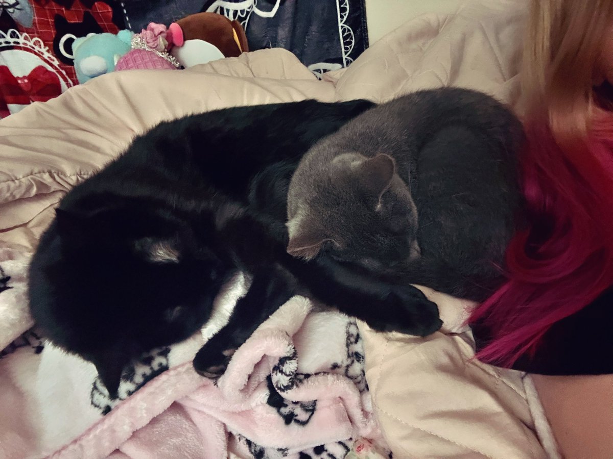 I love my kitties so much
