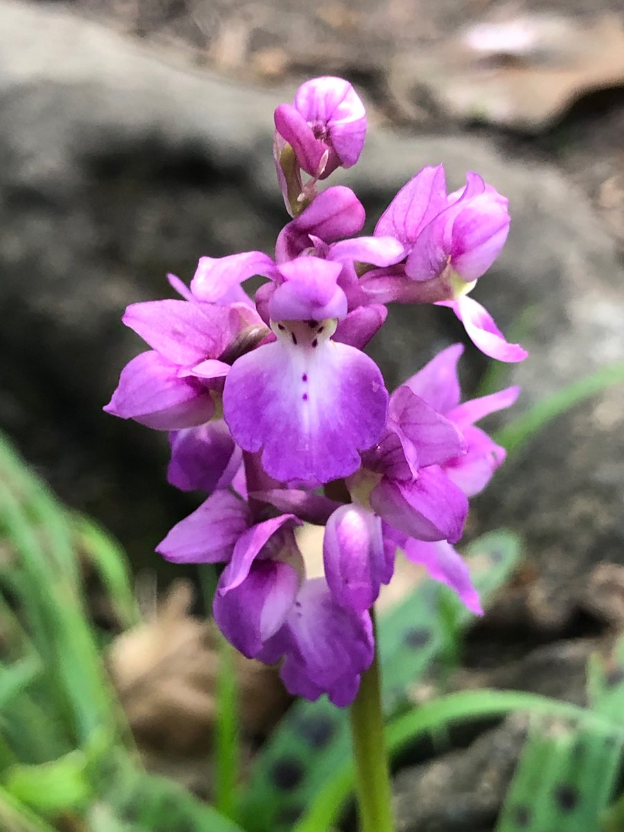 There’s something magical about walking through woodland and suddenly seeing a flash of purple, loud against the muted green and brown backdrop. Early Purple Orchids are just stunning! Have a super Saturday 🩷💜