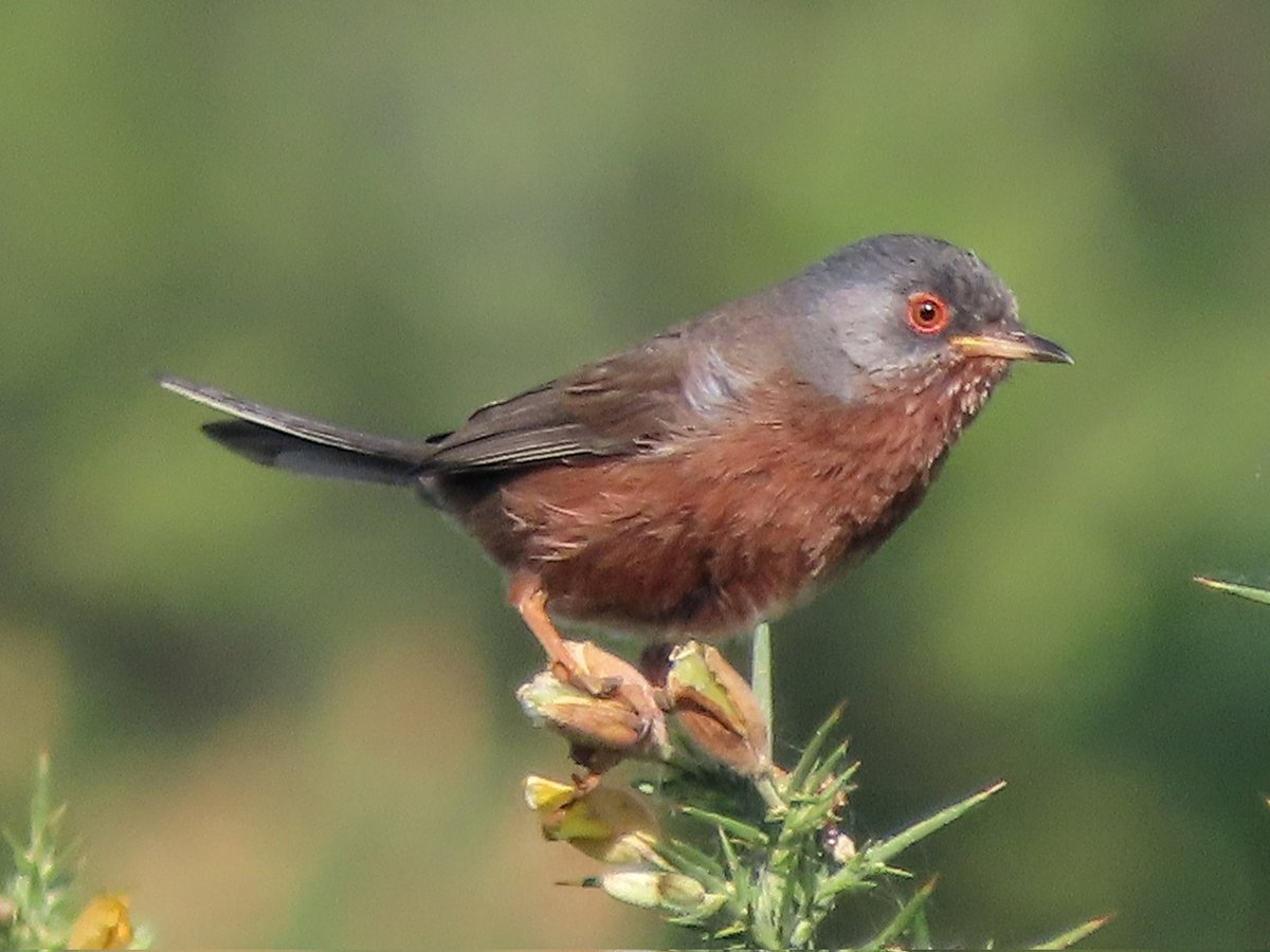 Dartford Warbler. One of 2 singing birds on territory on local Poole Harbour Heath. <a href="/DorsetBirdClub/">Dorset Bird Club</a> <a href="/Natures_Voice/">RSPB</a>