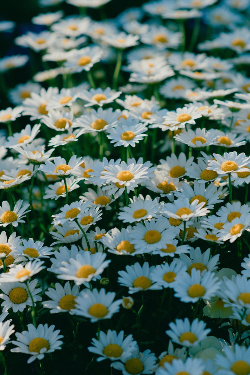 akimoto_0109's tweet image. in the life.