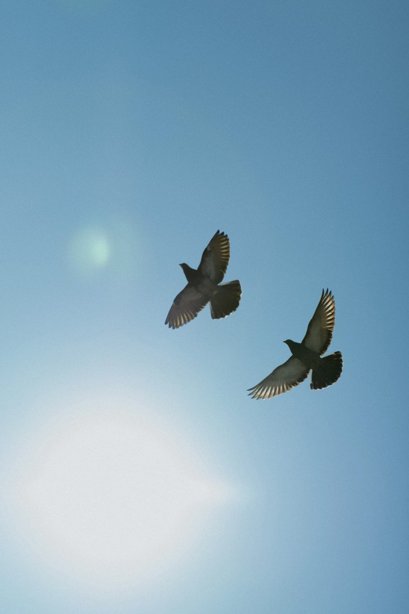 akimoto_0109's tweet image. in the life.