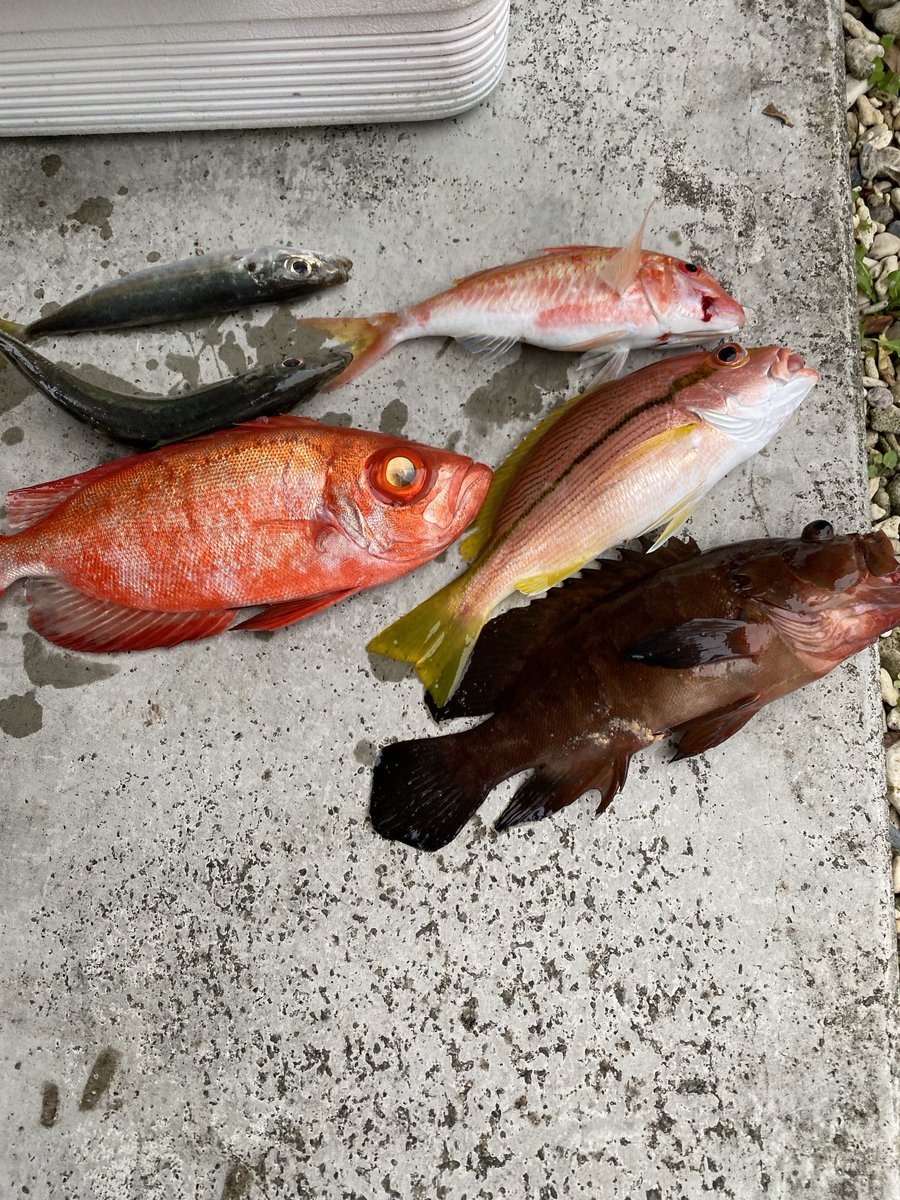 奄美の五目釣り🎣