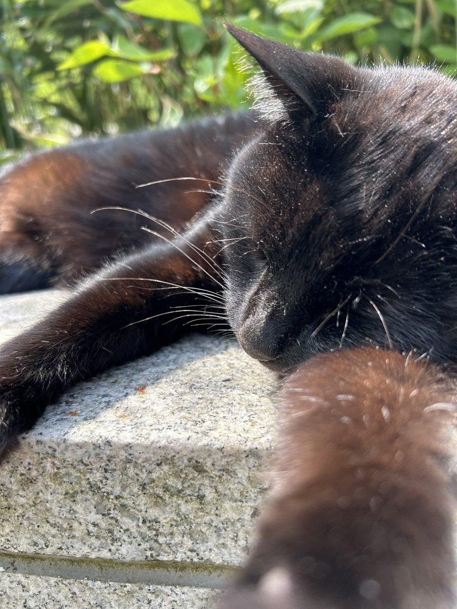 Sun selfie. Claws retracted so I could press the thingie.