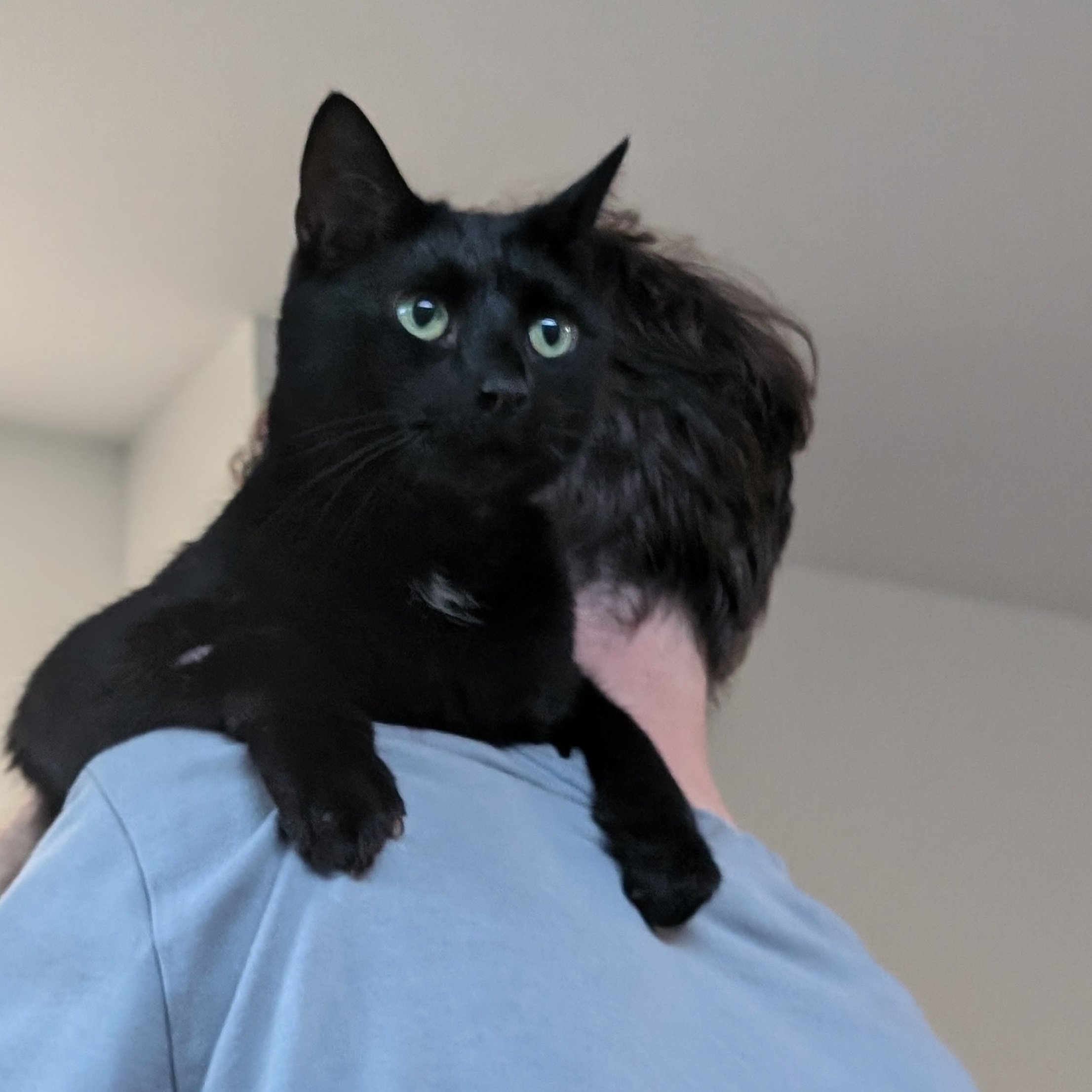 黒猫つくねちゃん太しっぽ | トイレの上に、おすわりつくね