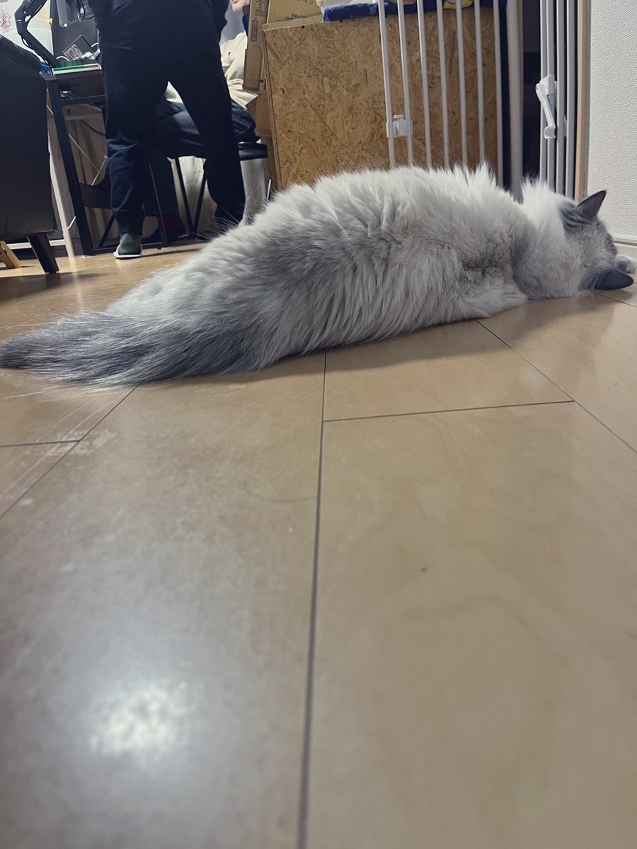 今日の行き倒れ…