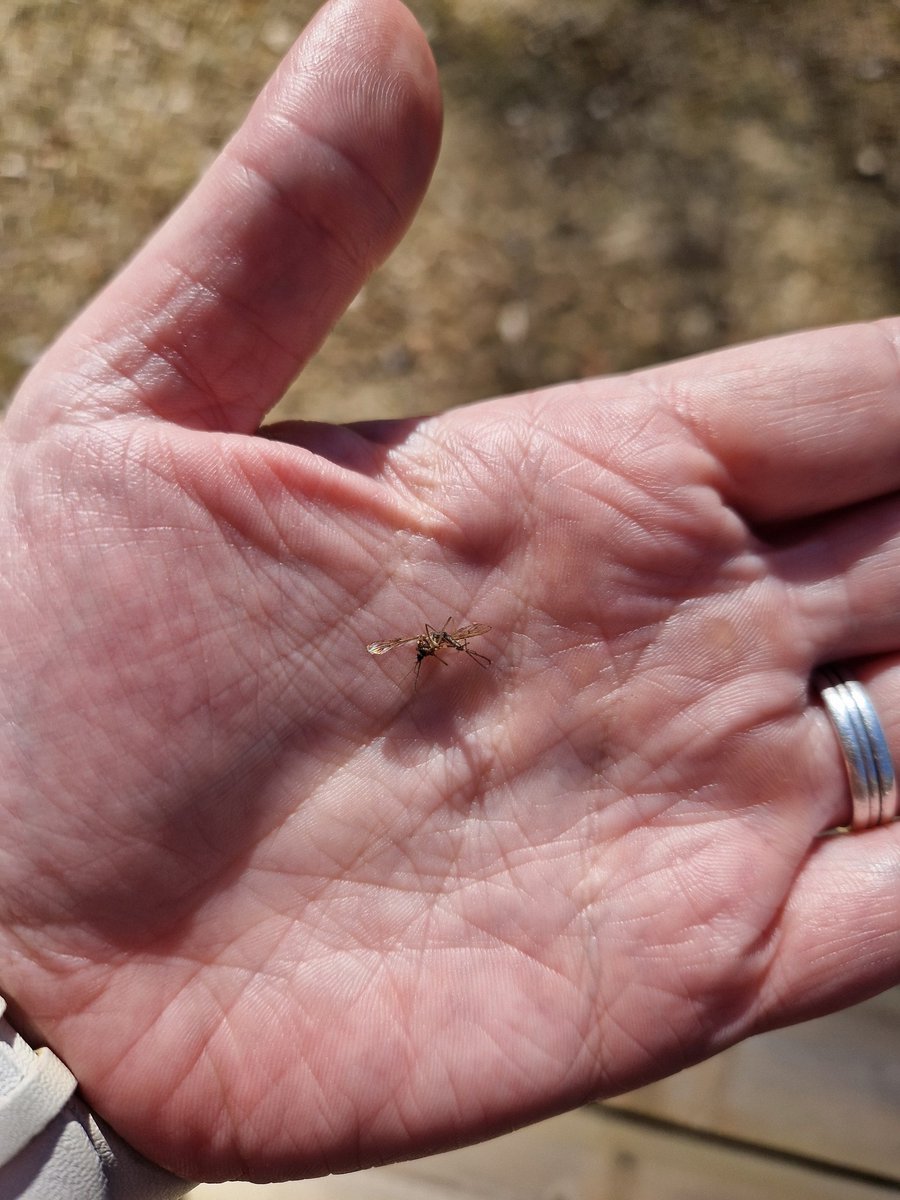 Årets första men dessvärre inte sista... 😵‍💫😵‍💫