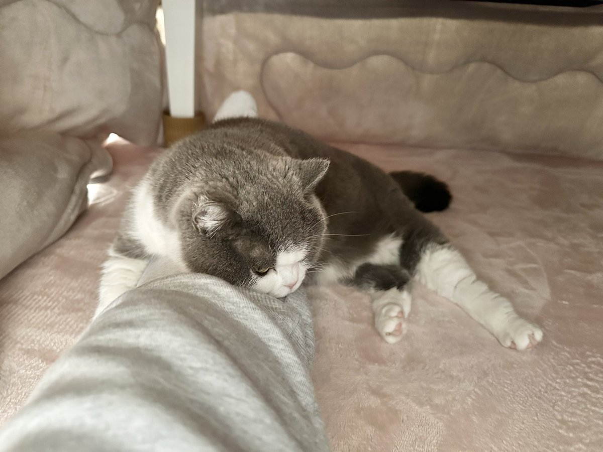 umeko9625yamato's tweet image. 今日も

#こたつねこ