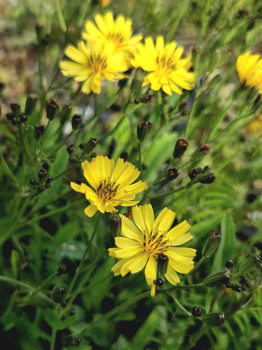 goldrose9090's tweet photo. 🌸⏳How to Tell Apart Youngia, Crepidiastrum, and Ixeris – Yellow Wildflowers in Korea”

😊#Youngia #Crepidiastrum #Ixeris #YellowWildflowers #KoreanPlants #SpringBlooms #BotanicalDiary #Asteraceae #NatureWalk

Read more here!: 
🔗https://t.co/XBHGo5uABt https://t.co/gqIhJLGlXH