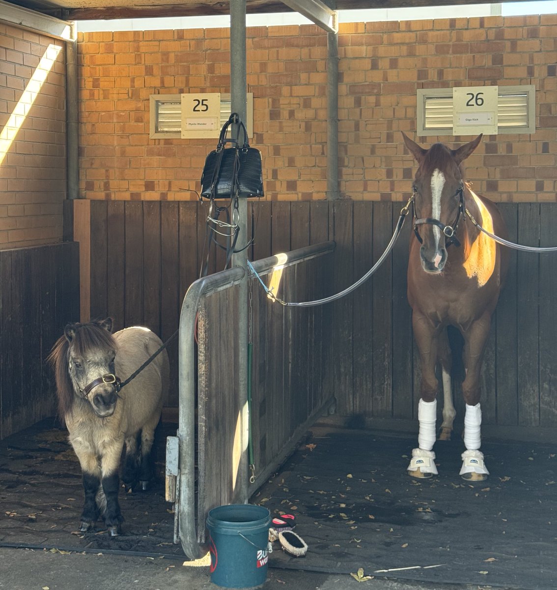 Giga Kick &amp; his little buddy Frankie! 🫶

No prizes for guessing who is who.

#TheSportsbetGoodwood
