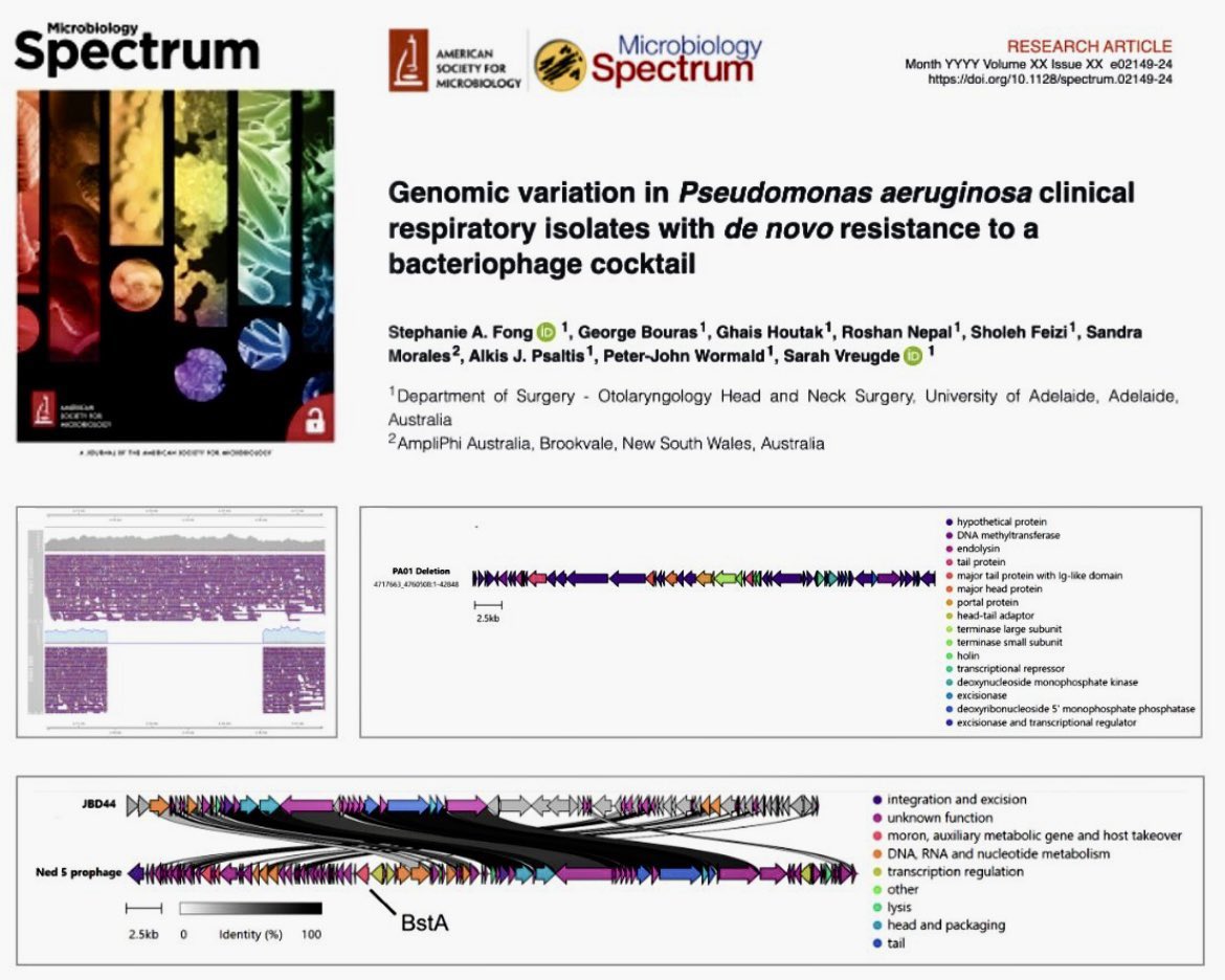 As phage therapy is gaining traction, it is important to understand how different bacteria gain phage-resistance rendering them inefficient for therapeutic applications.

Read more: journals.asm.org/doi/full/10.11… 

#bacteriophage #phage #Pseudomonas #CRS #PhageTherapy <a href="/ASMicrobiology/">ASM</a>