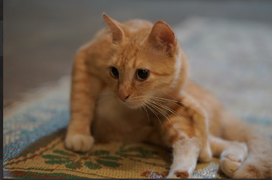 Helloo SEApeople! Did you know that seanematalk and Ecamp did colab??, but first lets see recap seanematalk, Enjoy!!

#SEAUMY #UMY #SEAnematalk