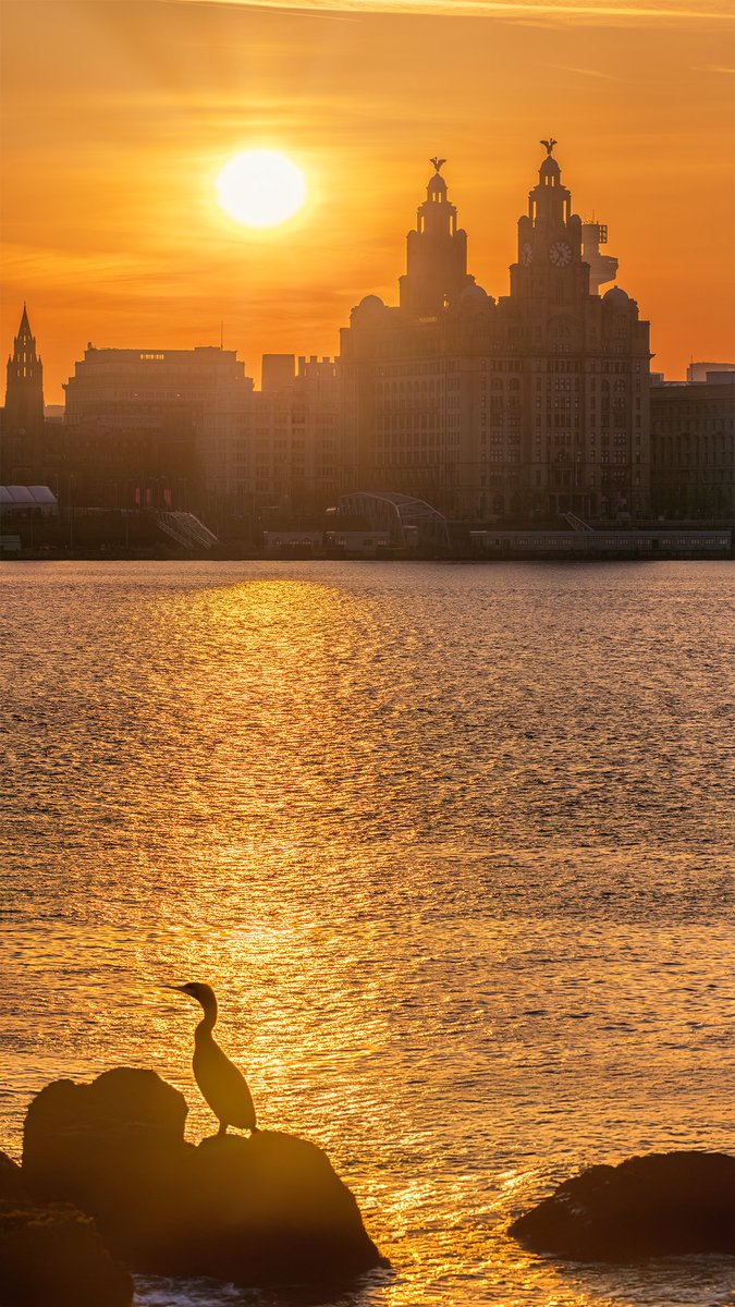 Good morning folks. Lovely start to the day. Cormorant basking on the rocks, getting some of that #Liverpool sunshine from across the Mersey. Resized for phone wallpaper, so please help yourself.