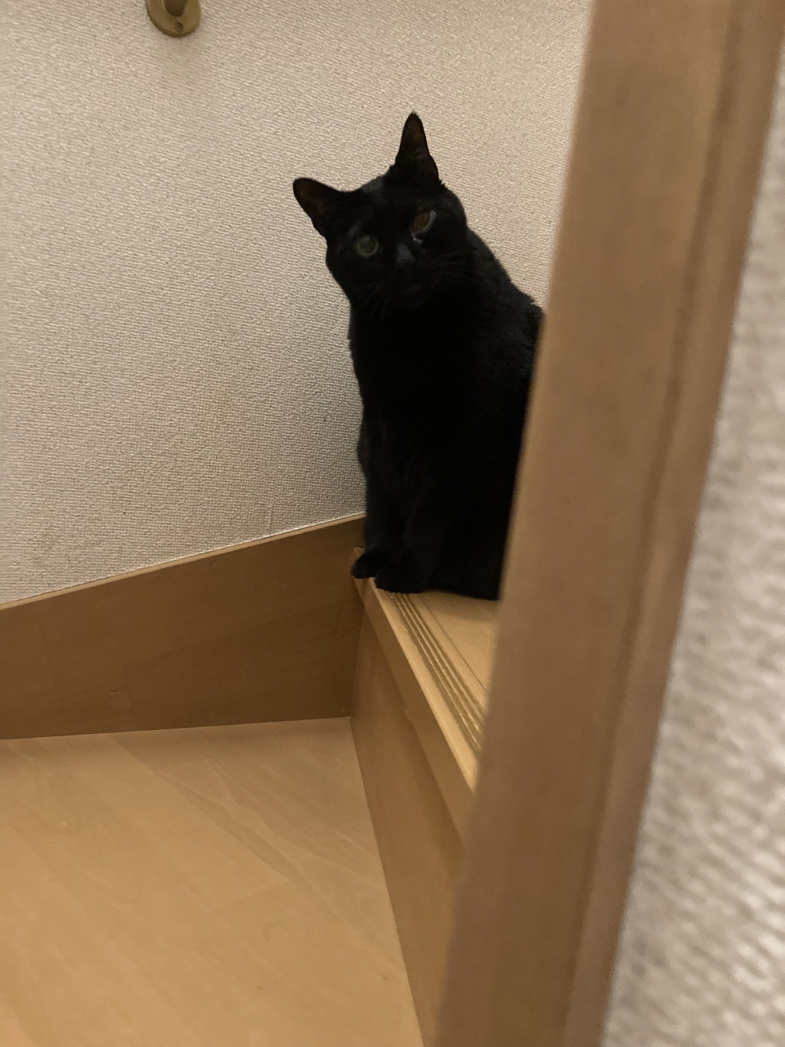 ねこ◎不調の為返信遅れます、プロフ必読様用個別オーダーページ-3 パネル生地 雑談】Ver.1.5モデルお披露目&l1周年記念配信の振り返りをします