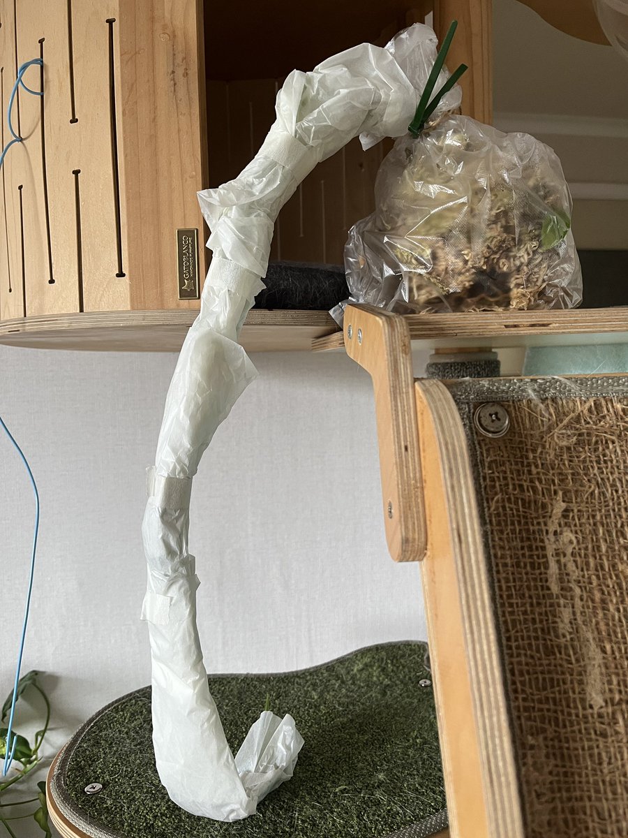 고사리집사 tweet media