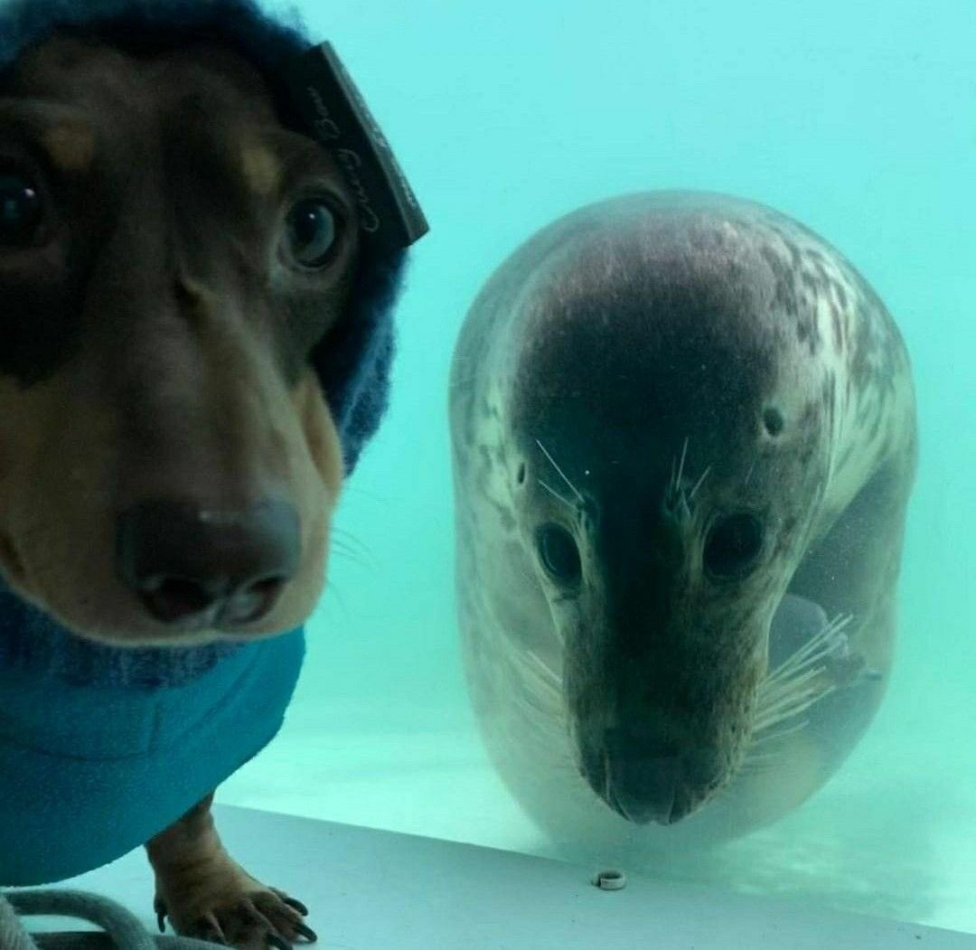 水族館に通いすぎてアザラシに親友だと思われてる家の犬見て