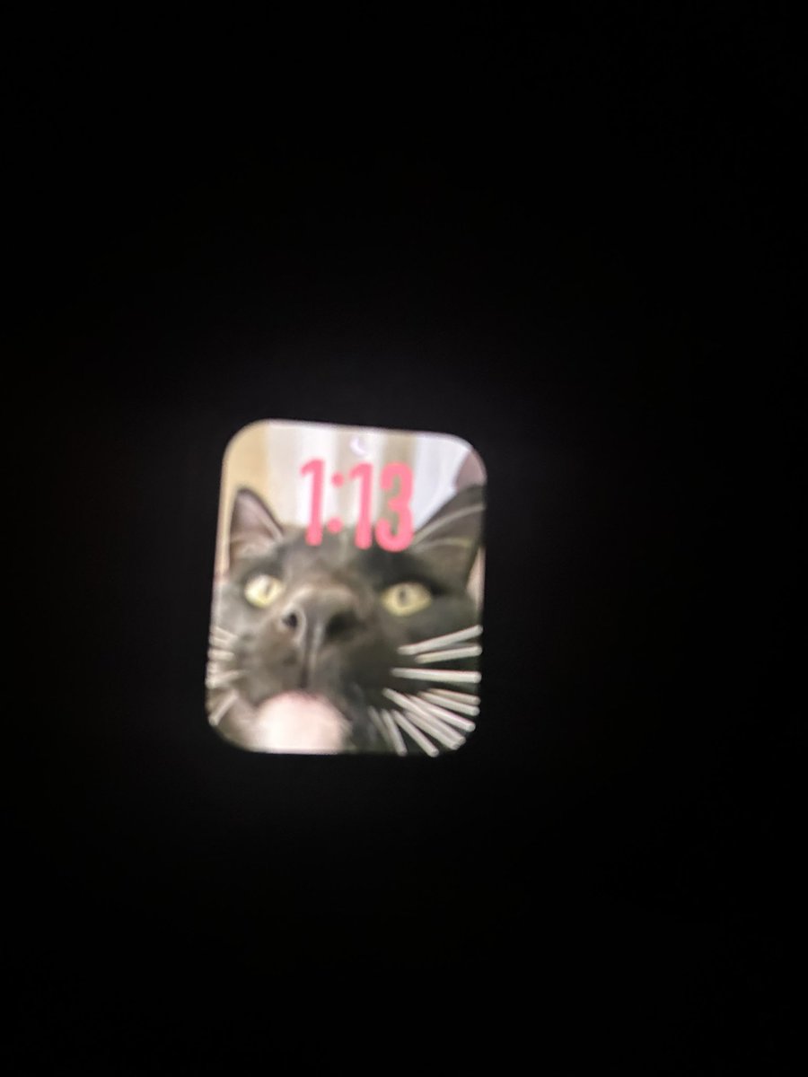 beesasleep's tweet photo. got an apple watch from my dad and now i just stare at my cat constantly https://t.co/d3JT34VZlZ