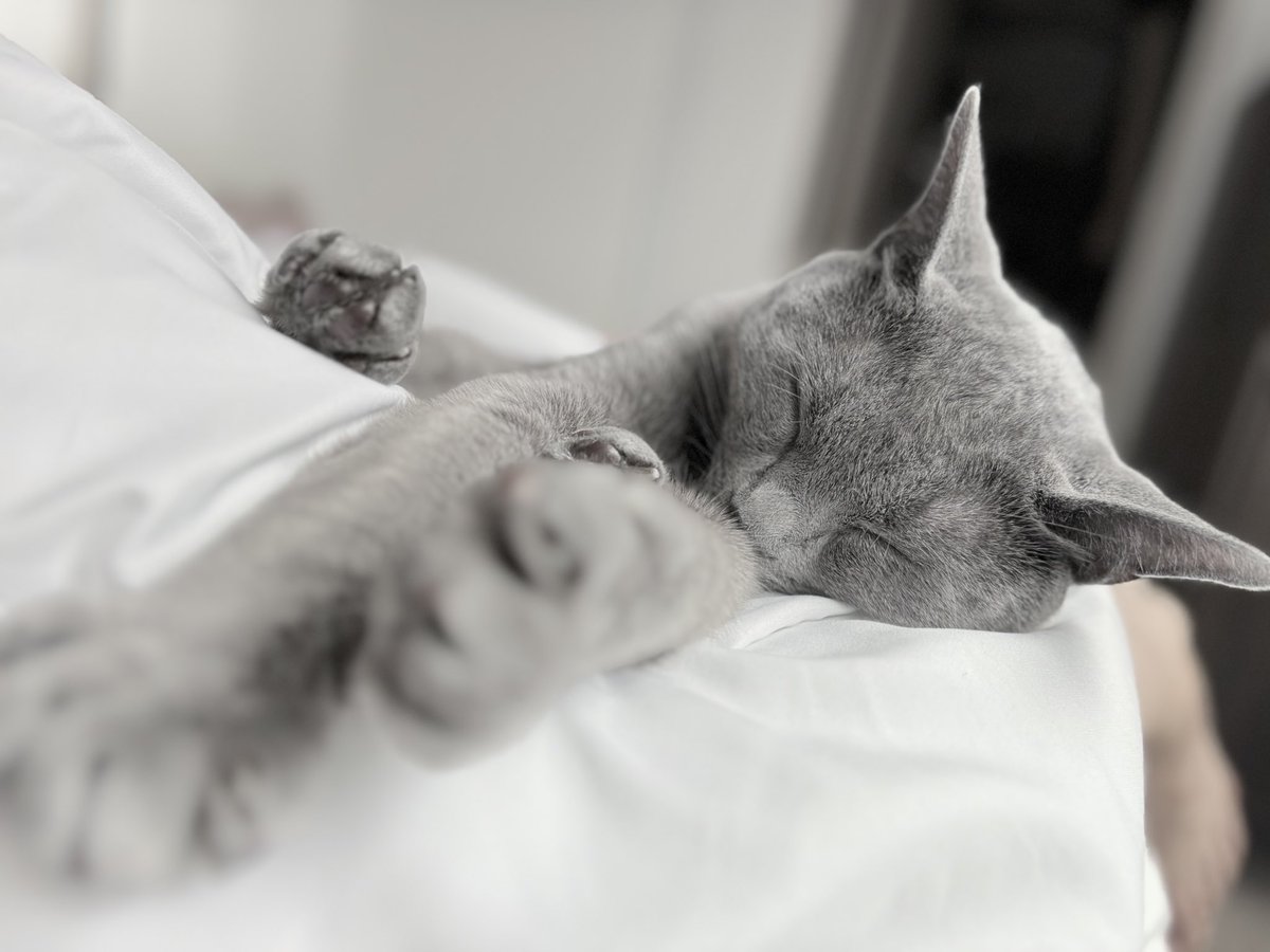 ちみ・みみ (@chimi_mimi) on Twitter photo 