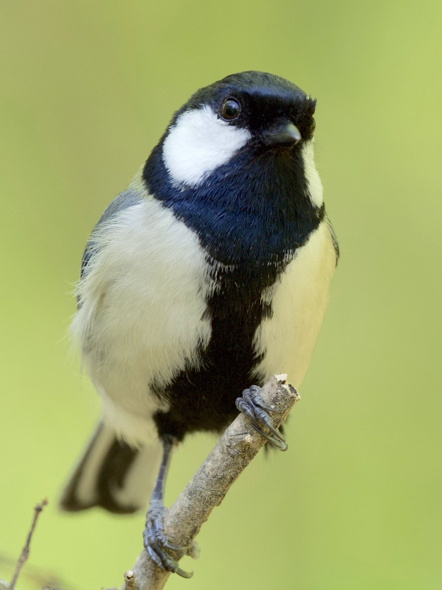 シジュウカラは街中や公園にもいる身近な鳥。ほとんどみんな気づいて