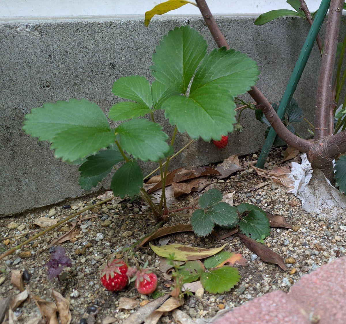 庭に植えたいちご
「まだかな、まだかな？」とやっと実りました😅
子供も「おいちぃ〜！」って喜んでくれた✨