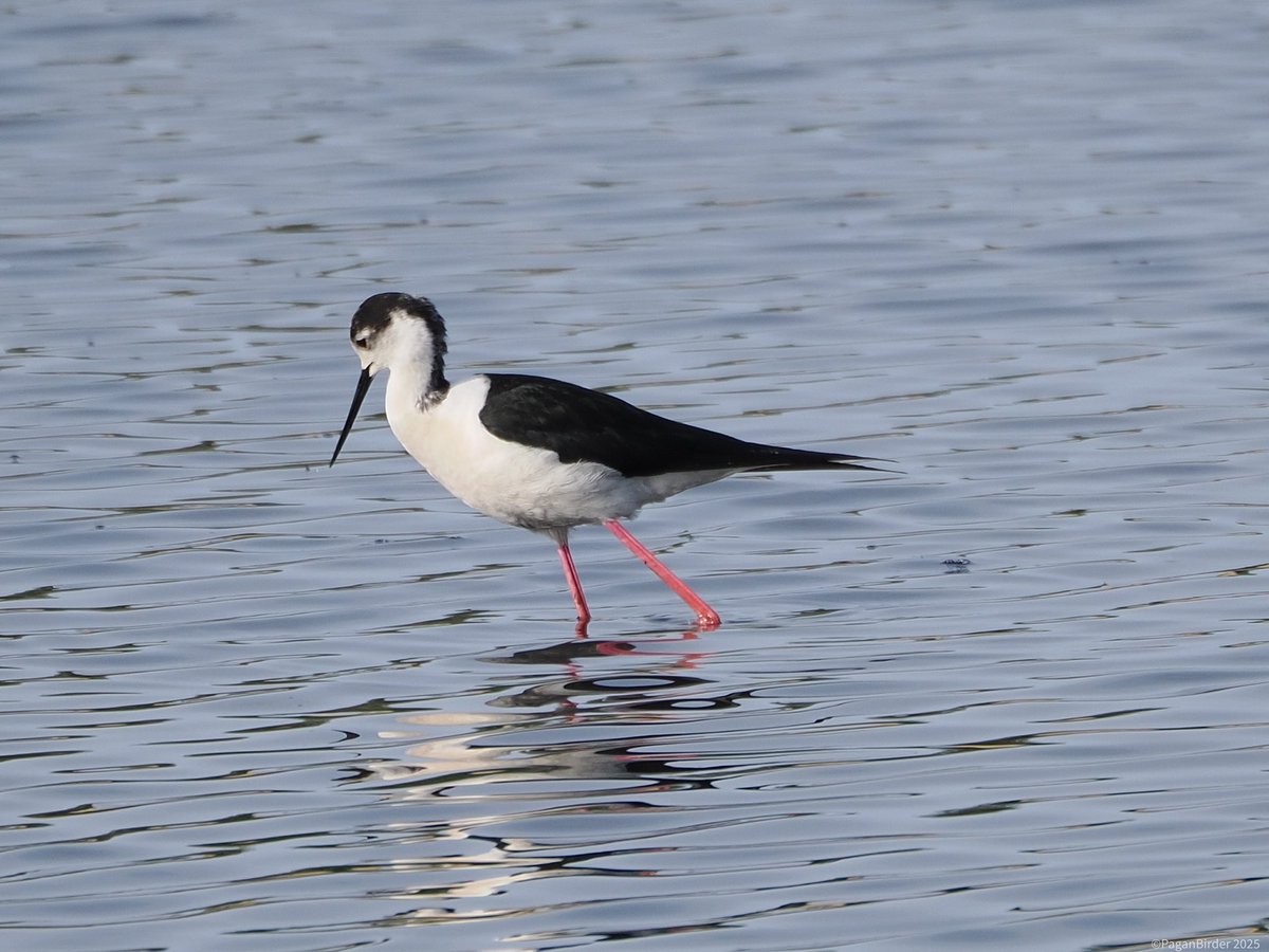 Pagan Birder (@fegwitch) on Twitter photo Male and female Black winged Stilts at BHM, Seaton on Wednesday. So beautifully elegant and graceful, hope they return to the area <a href="/DevonBirds/">Devon Birds</a> Male and female Black winged Stilts at BHM, Seaton on Wednesday. So beautifully elegant and graceful, hope they return to the area <a href="/DevonBirds/">Devon Birds</a>