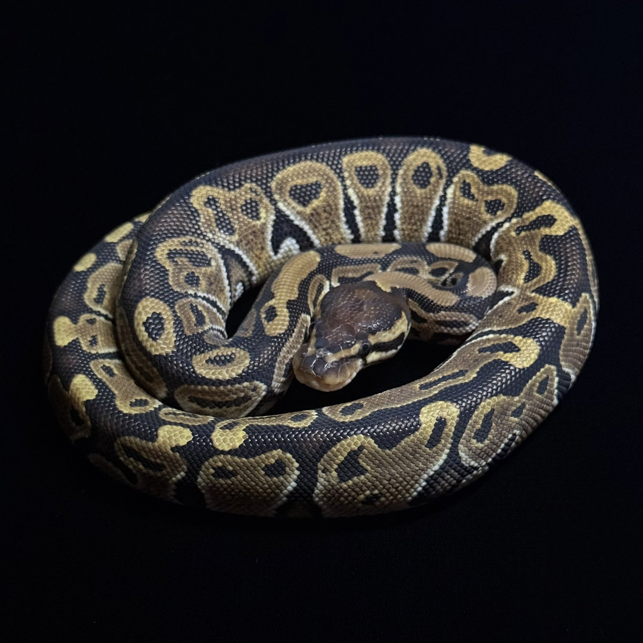 PERFECT BALL PYTHON著者直筆サイン入り 美品【送料無料】