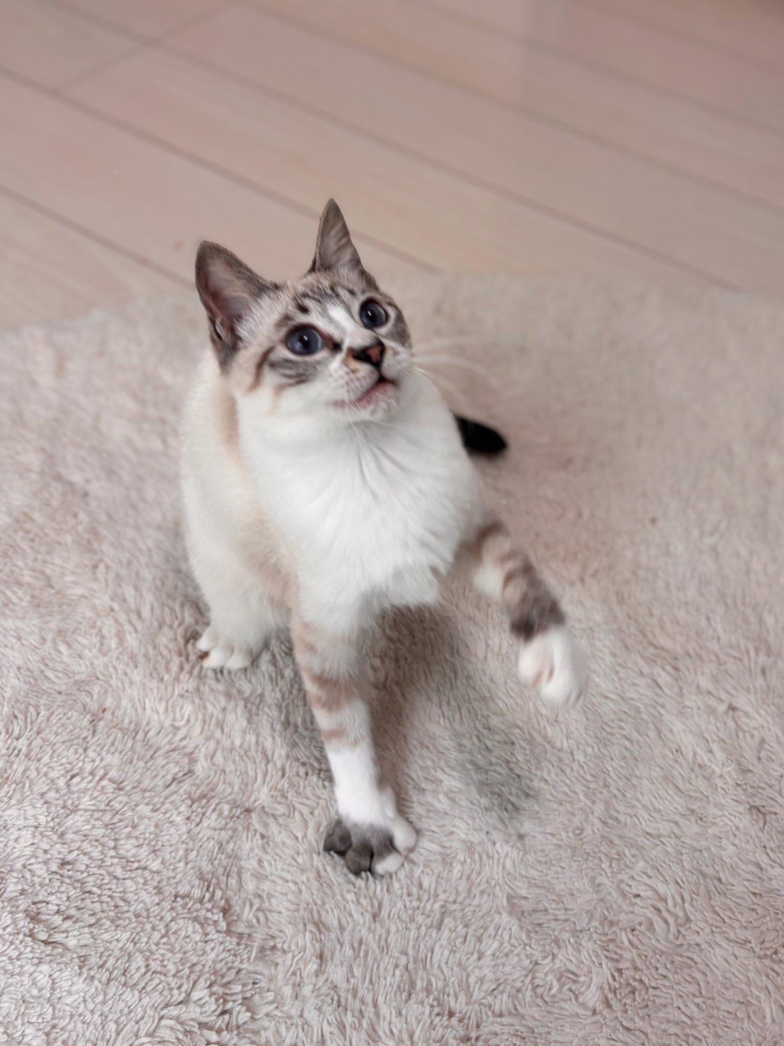 今ならほぼ即納！ 猫田🐱🌸本町田さくら猫の会 on X:  カードファイト!! ヴァンガード