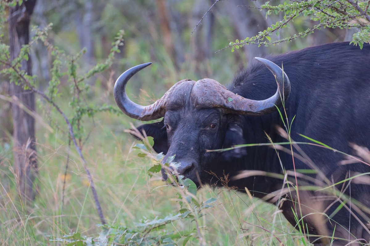 Zimparks's tweet photo. Your weekend getaway! Visit Umfurudzi Game Park. https://t.co/JZNDyy4vln