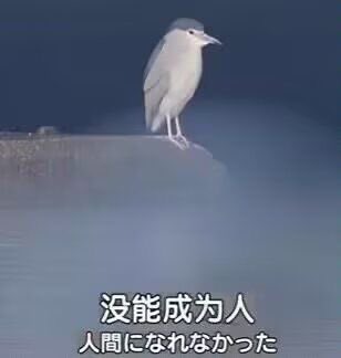 Da_MaPM's tweet image. 說真的比起寶可夢跟巴士我更喜歡經營原創，但我都畫不出我要的東西我又寫不出設定真的很想哭哇操