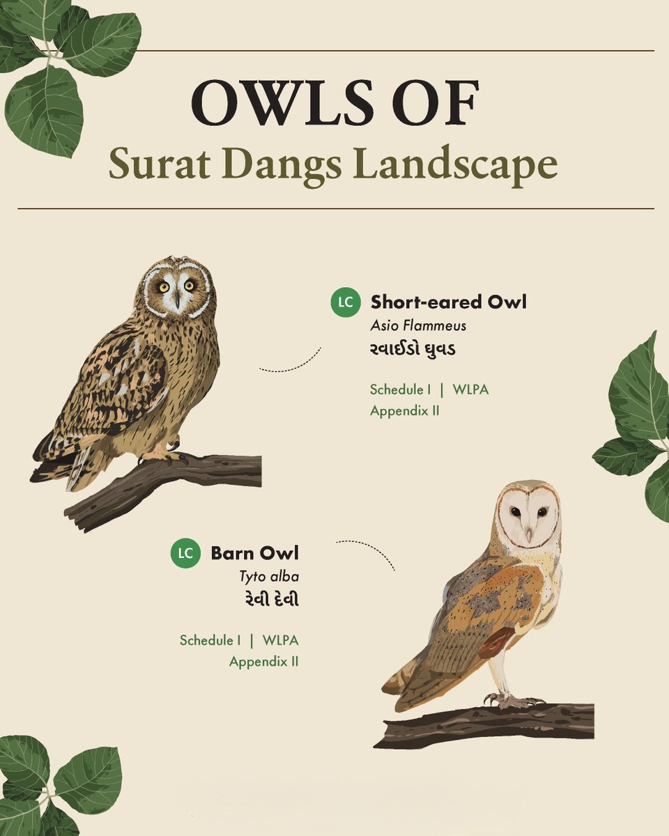 WCSIndia's tweet image. On this #EndemicBirdDay, we spotlight the Surat Dangs Landscape—home to unique species like the elusive and endangered Forest Owlet, endemic to central India. Our brochure, #Owls of the Surat Dangs, showcases owl diversity and their legal conservation status.

(1/2)