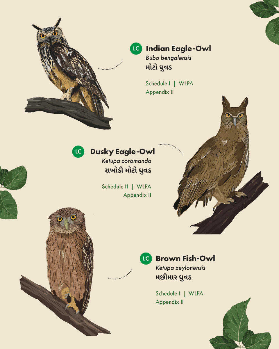 WCSIndia's tweet image. On this #EndemicBirdDay, we spotlight the Surat Dangs Landscape—home to unique species like the elusive and endangered Forest Owlet, endemic to central India. Our brochure, #Owls of the Surat Dangs, showcases owl diversity and their legal conservation status.

(1/2)