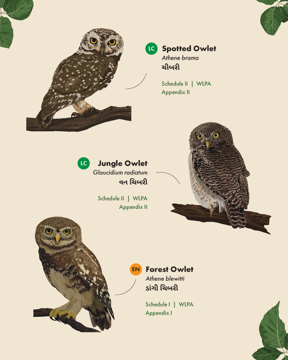 WCSIndia's tweet image. On this #EndemicBirdDay, we spotlight the Surat Dangs Landscape—home to unique species like the elusive and endangered Forest Owlet, endemic to central India. Our brochure, #Owls of the Surat Dangs, showcases owl diversity and their legal conservation status.

(1/2)