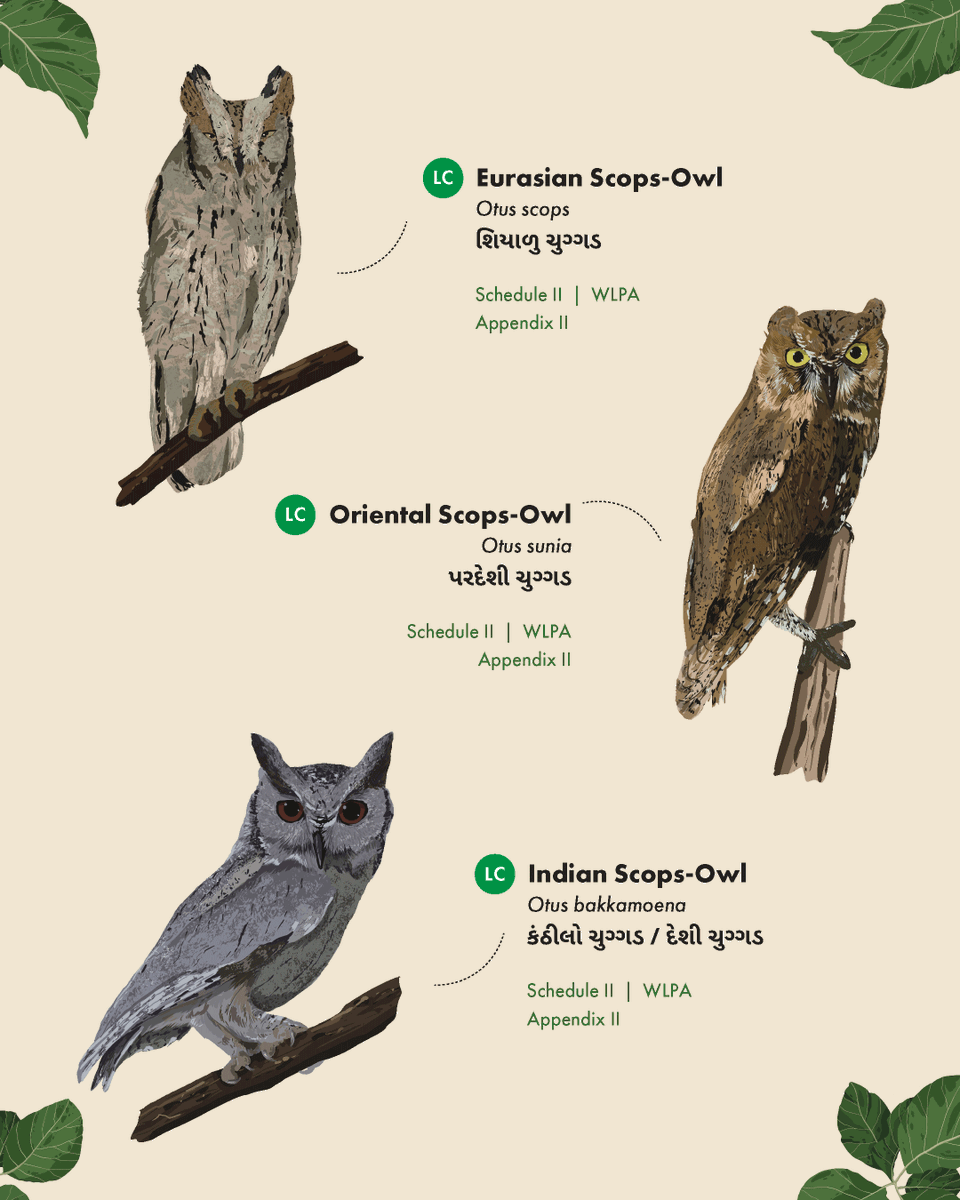WCSIndia's tweet image. On this #EndemicBirdDay, we spotlight the Surat Dangs Landscape—home to unique species like the elusive and endangered Forest Owlet, endemic to central India. Our brochure, #Owls of the Surat Dangs, showcases owl diversity and their legal conservation status.

(1/2)