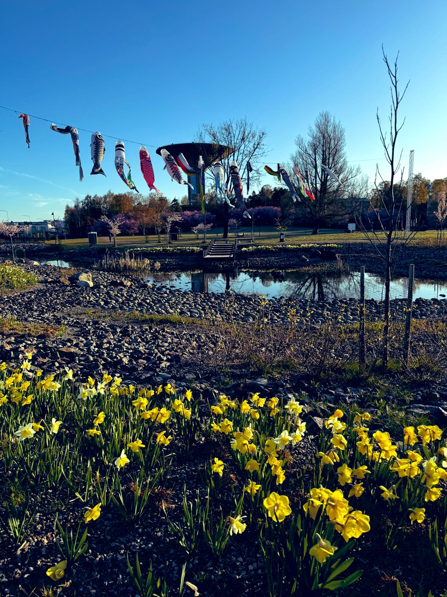 Tänään juhlitaan kirsikankukkajuhlaa Roihuvuoressa. Kirsikankukkien huikean kaunis  kukoistus on ohikiitävä hetki. Se on kuin silmänräpäys. Kuitenkin se on taas alku uuteen kasvuun aikanaan.  #hamani #roihuvuorenkirsikkapuisto #kirsikkapuisto #sakura #roihuvuori #Helsinki
