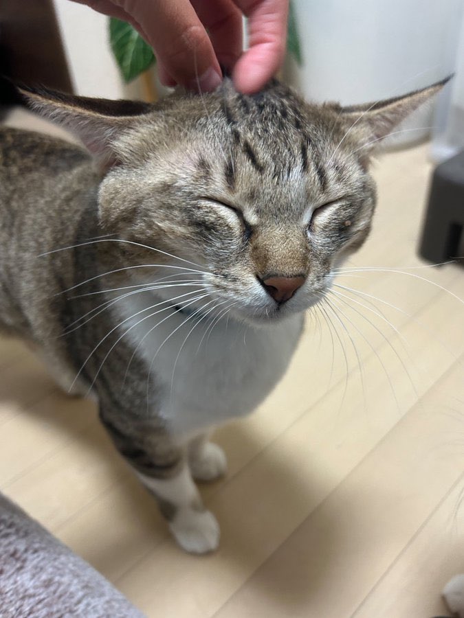 tortoiseshell_9's tweet image. ｷﾓﾁｪ……