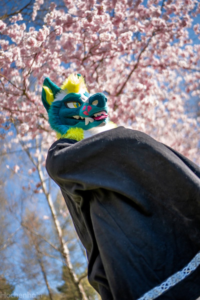 Hochenhain's tweet image. Look at this cool guy, I think I&apos;ll take more pictures of @Furry_Noxx .
#furry #fursuit
