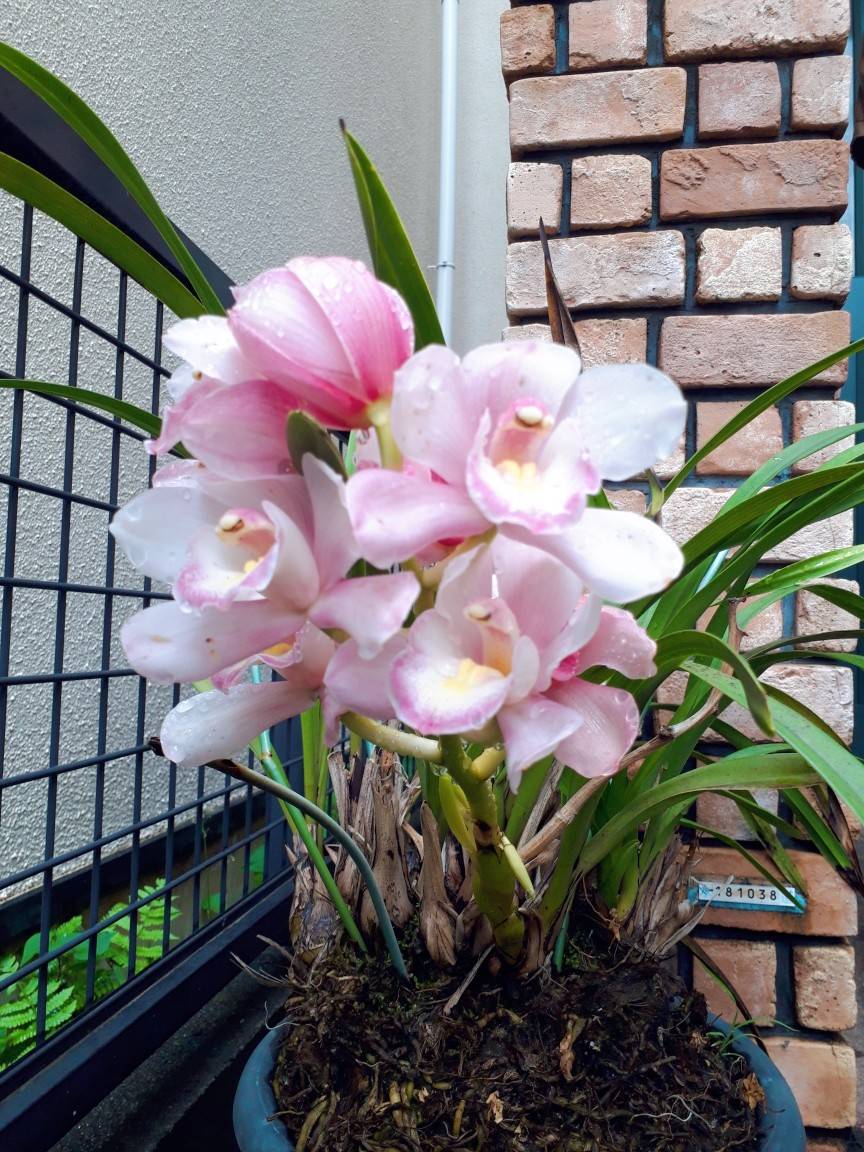 KORE1225's tweet photo. ウチのコ、満開になったよ。恵みの雨で生き生き🎵 https://t.co/Wyso9VAHai