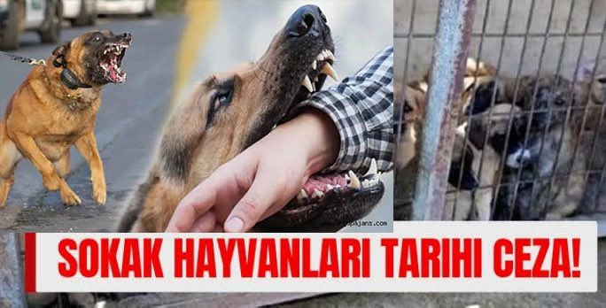 100 MİLYON TL CEZA..
Muğla Doğa Koruma ve Milli Parklar Müdürlüğü’nün tedavisi yapılan sokak hayvanlarını doğal yaşam alanlarına bıraktığı için Bodrum Belediyesi’ne kestiği yaklaşık 100 milyon TL'lik ceza Muğla Valiliği tarafından onaylandı.