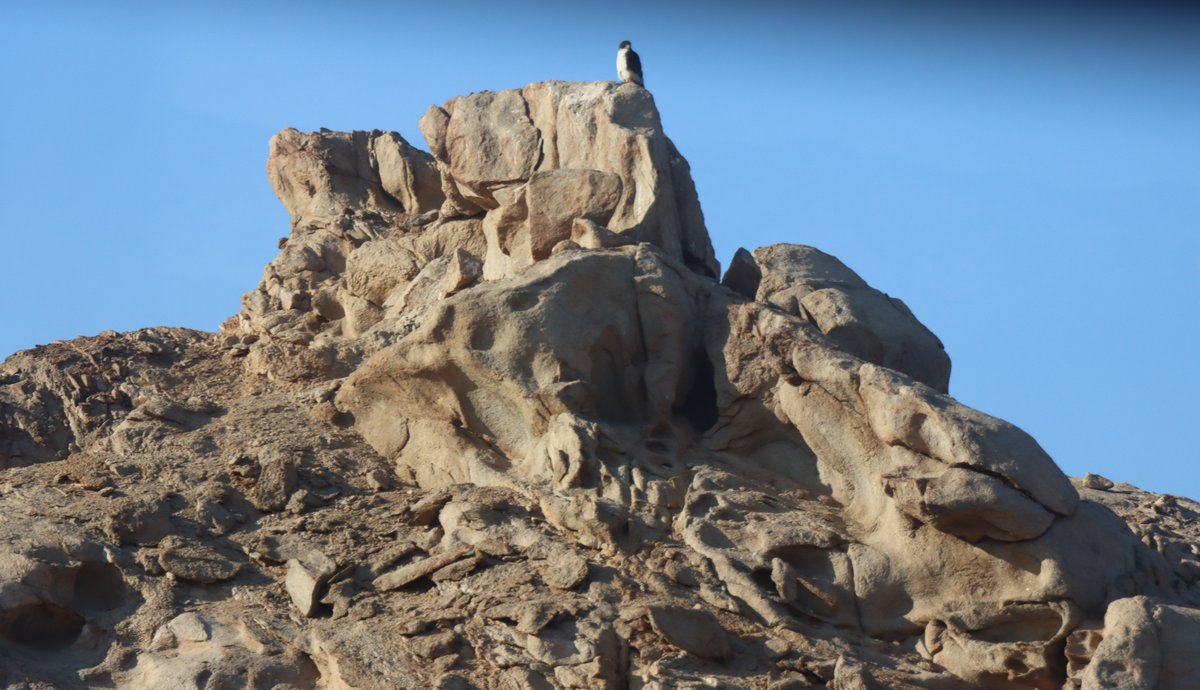 See It, Like It, Snap It