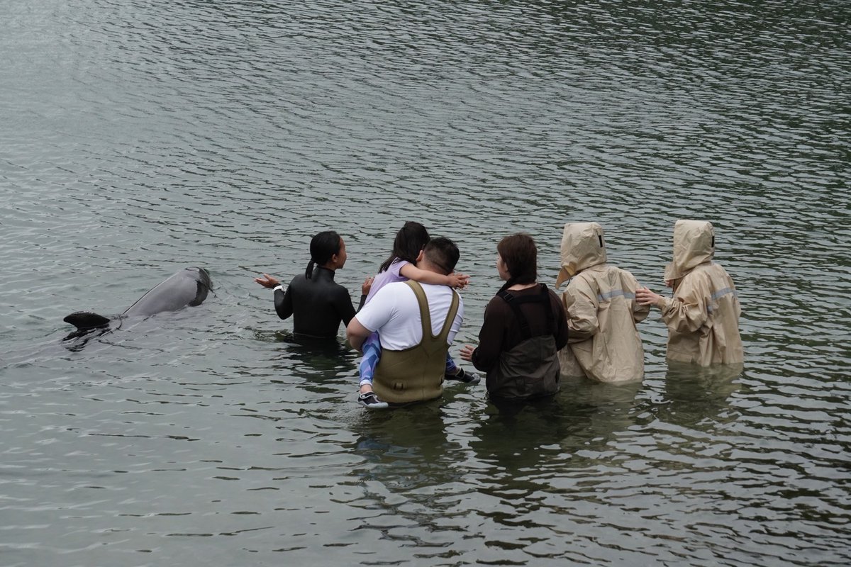Dolphin_Beach_'s tweet photo. 嵐☔
#ドルフィンスイム #イルカと泳ぐ #海が好き #イルカ #ダイビング #dolphin #dolphinswimming #pool #下田海中水族館 #下田 #伊豆 #水族館 #体験ダイビング #ドルフィンダイビング #いるか #カマイルカ #イルカと泳ぎたい https://t.co/iaKTpCEh28