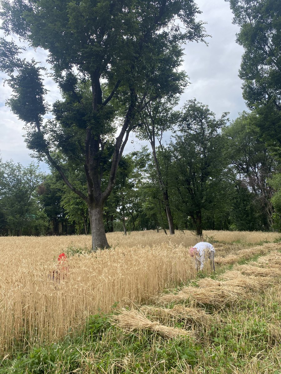 Despite several days of continuous rainfall in Himachal, India keeping temperatures moderate throughout the state, farmers are expressing concerns about crop damage. A local farmer says "these conditions aren't normal. unusual weather has caused significant damage to our crops."