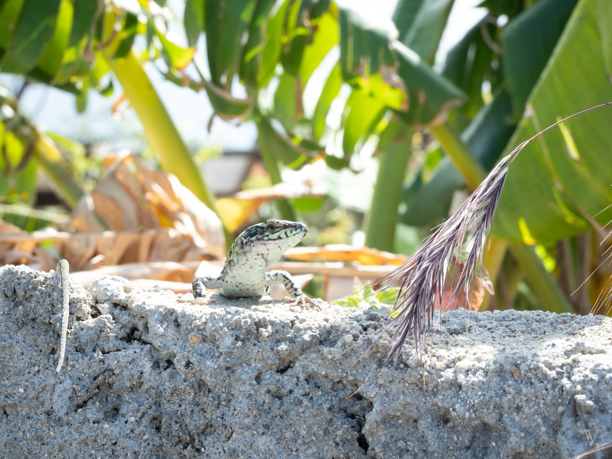 Frames from #Calabria