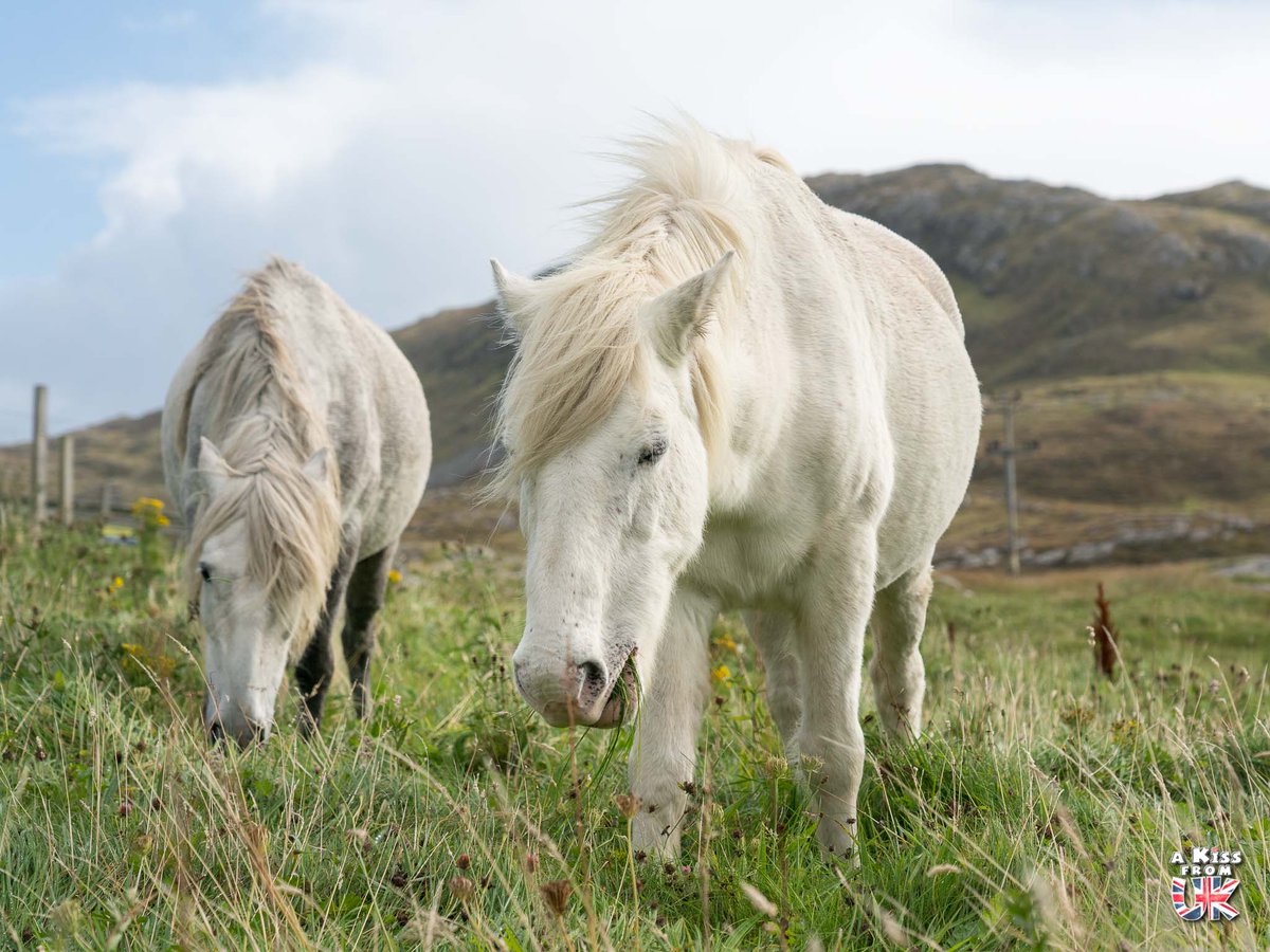 Originaires des Hébrides Extérieures, les poneys d'Eriksay ont bravé les éléments pendant des siècles, développant une force et une endurance incroyables. Descendants probables des poneys celtiques, ils ont failli disparaître au 20e siècle et sont aujourd'hui une race protégée.