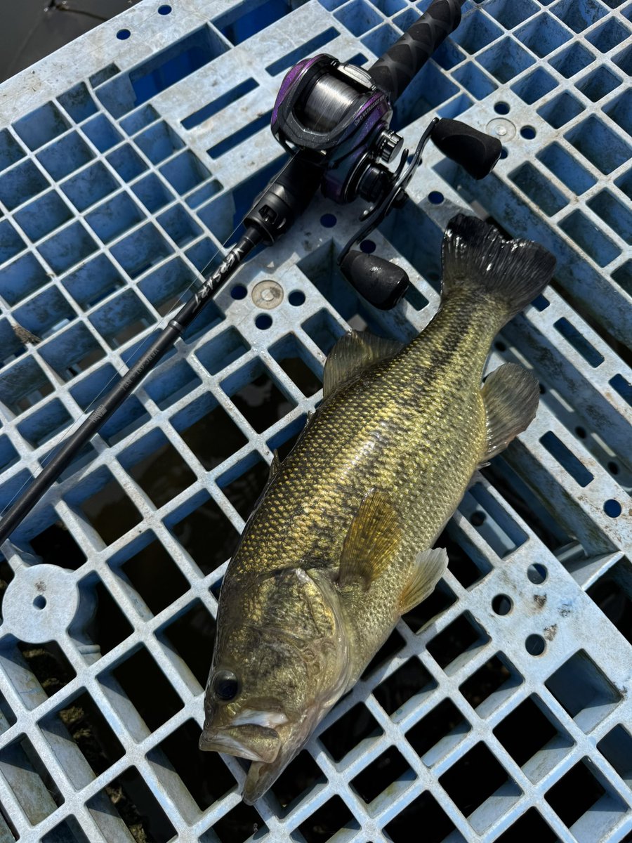 eiji0313's tweet photo. 近藤沼のシャロー撃ち🎣

おかっぱりからシャロー撃ち出来るから近藤沼は好き‼️

#abugarcia 
#abugarciareel 
#abugarciaforlife 
#アブガルシア 

#berkley 
#berkleyfishing 
#バークレイ https://t.co/cuRunxBbhr