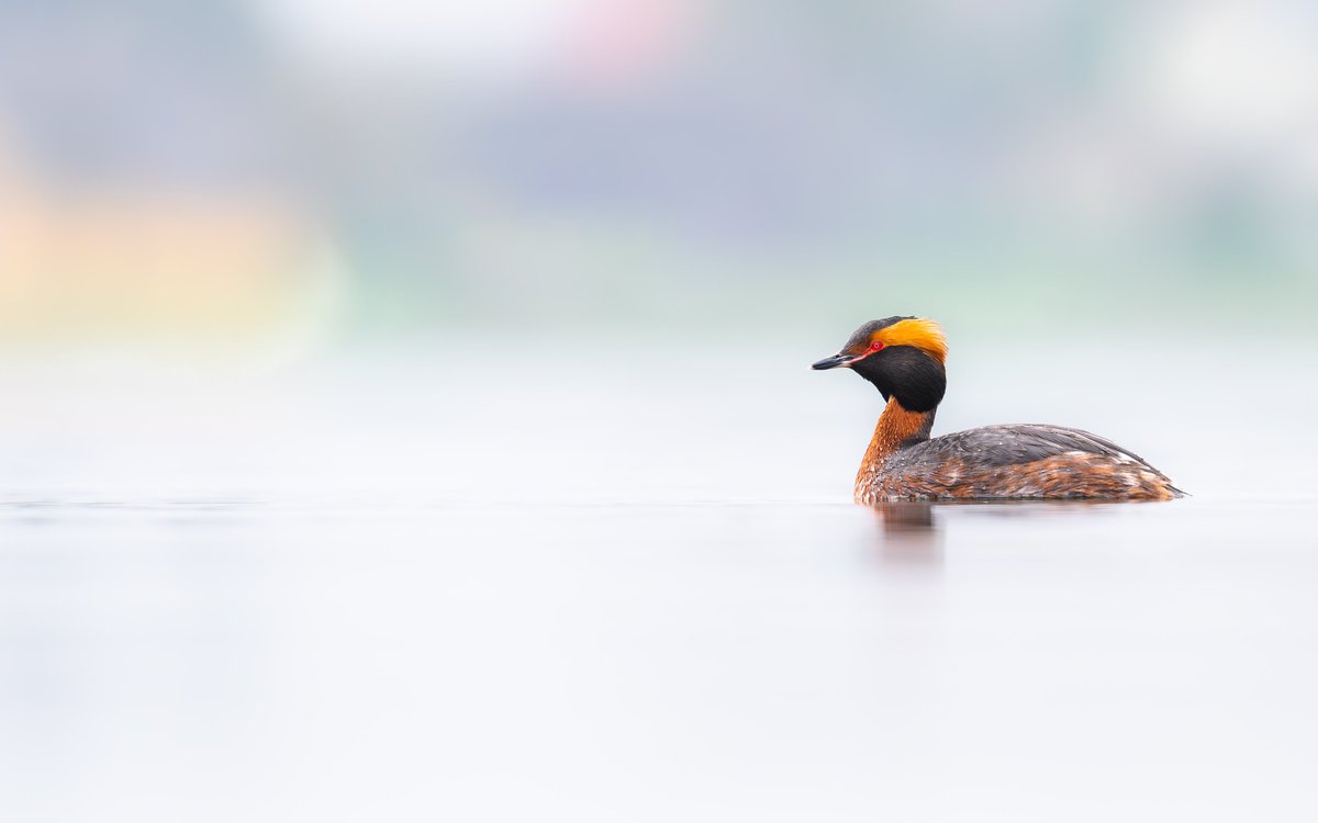 Slavonian Grebe in full breeding attire.

Haapsalu, Estonia 🇪🇪