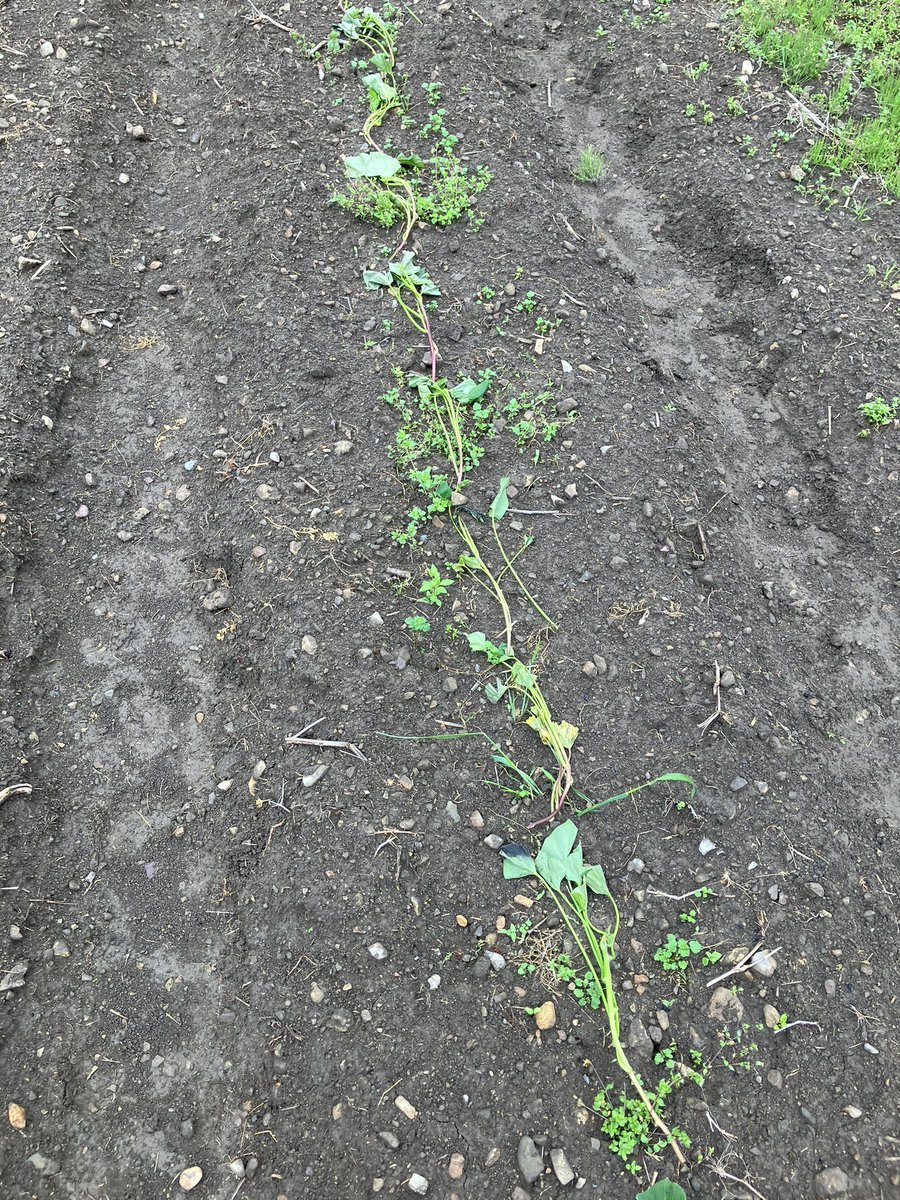 本日はさつまいもの苗植え。
頑張りました💪🏼