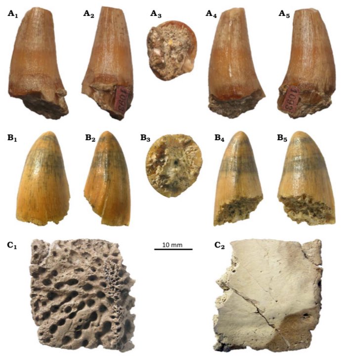 Check out our new paper in #APP in which we report the world’s northernmost record of a crocodylian 🐊 of the entire Neogene, a nice little croc piece from the Miocene of Poland 🇵🇱 #PolskiKrokodyl By Górka and colleagues!

app.pan.pl/article/item/a…